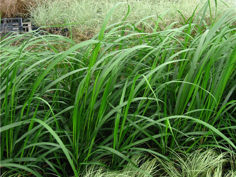 Nessuna foto disponibile